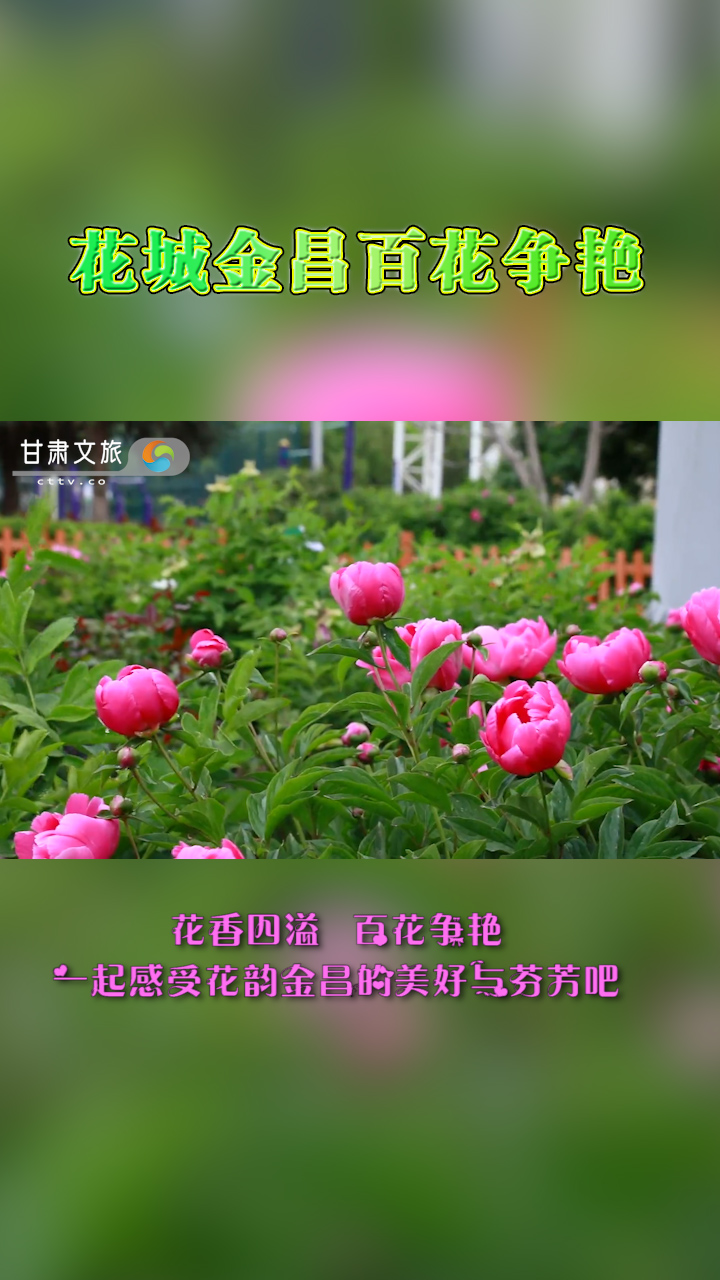 花城金昌百花争艳