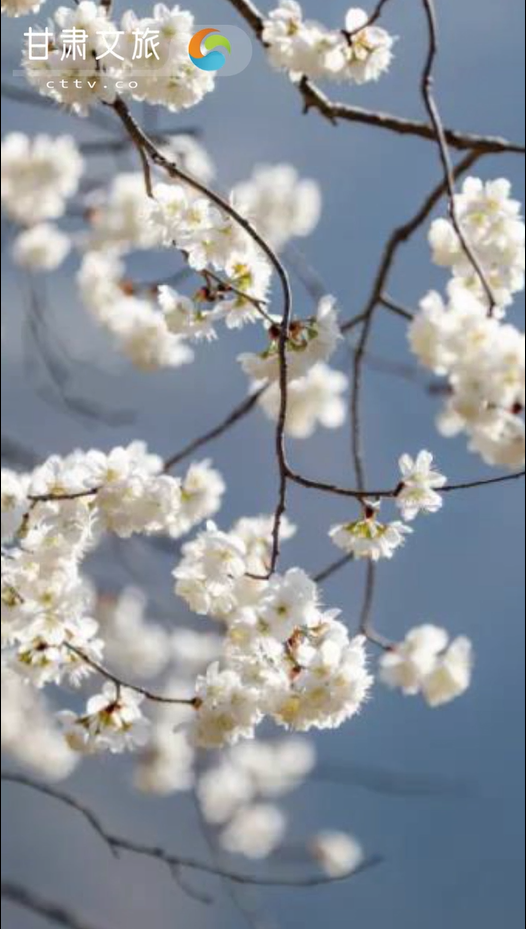 樱桃花开春意浓