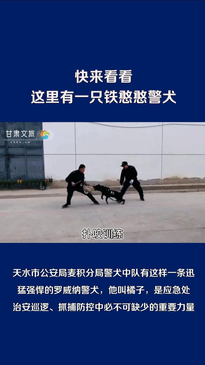 快来看看这里有一只铁憨憨警犬